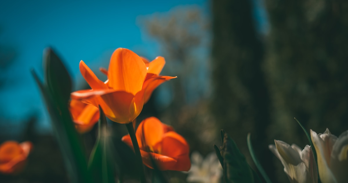 Blue Dollar Explained: What Every Expat Needs to Know